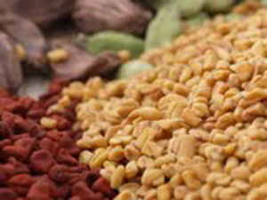 Hạt Methi, hay còn gọi là cà ri Ấn Độ được cho là có khả năng trị bệnh tiểu đường và rối loạn lipid máu.