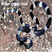ran cap nia.jpg